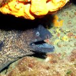 Kömür Limanı 2016