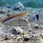 Kömür Limanı 2016