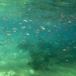 Kömür Limanı 2016